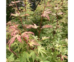 Japanse esdoorn - Acer palmatum 'Sangokaku'