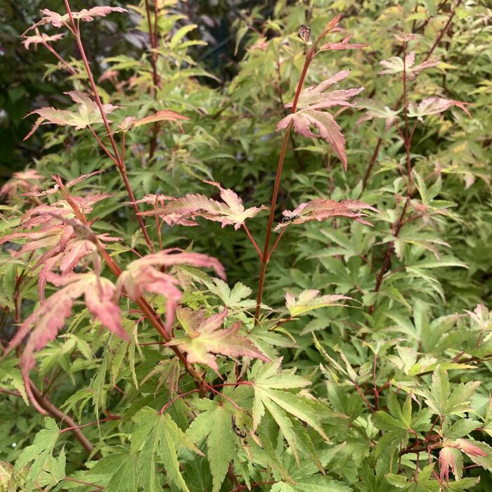 Japanse esdoorn (Acer palmatum 'Sangokaku')