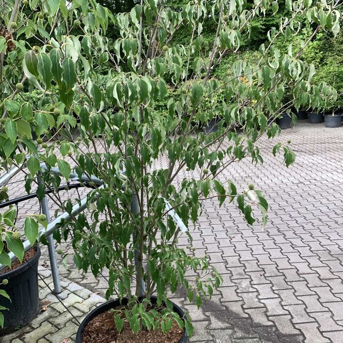 Japanse kornoelje (Cornus kousa 'China Girl' )