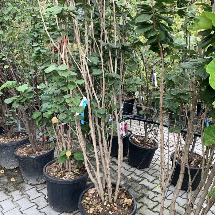 Meerstammige Judasboom - Cercis chinensis 'Avondale' meerstammig