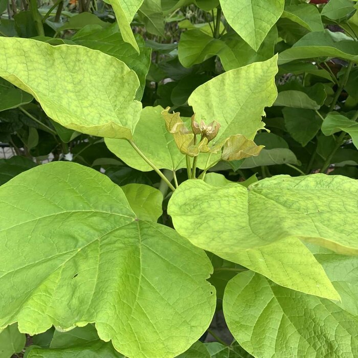 Meerstammige Catalpa - Catalpa bignonioides 'Aurea' meerstammig