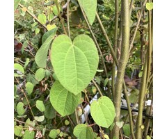 Meerstammige Katsuraboom - Cercidiphyllum japonicum meerstammig