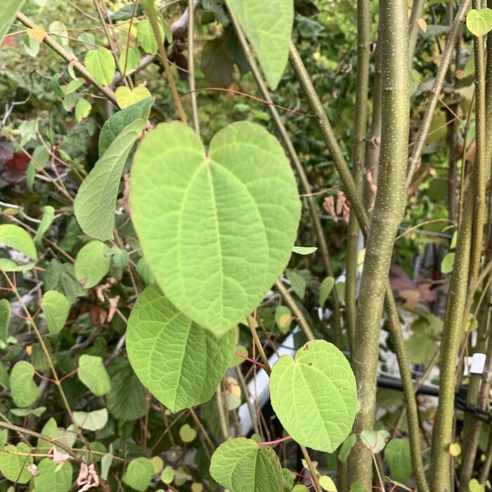 Katsuraboom - Cercidiphyllum japonicum