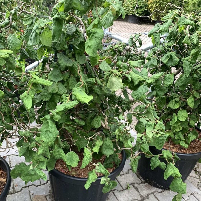Krulhazelaar (Corylus avellana 'Contorta')
