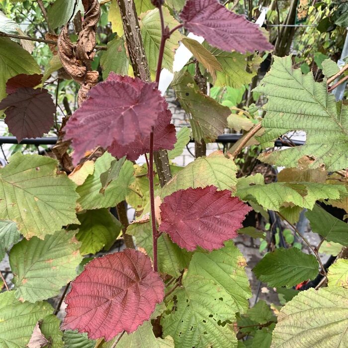 Hazelnoot - Corylus maxima 'Rode Zellernoot'