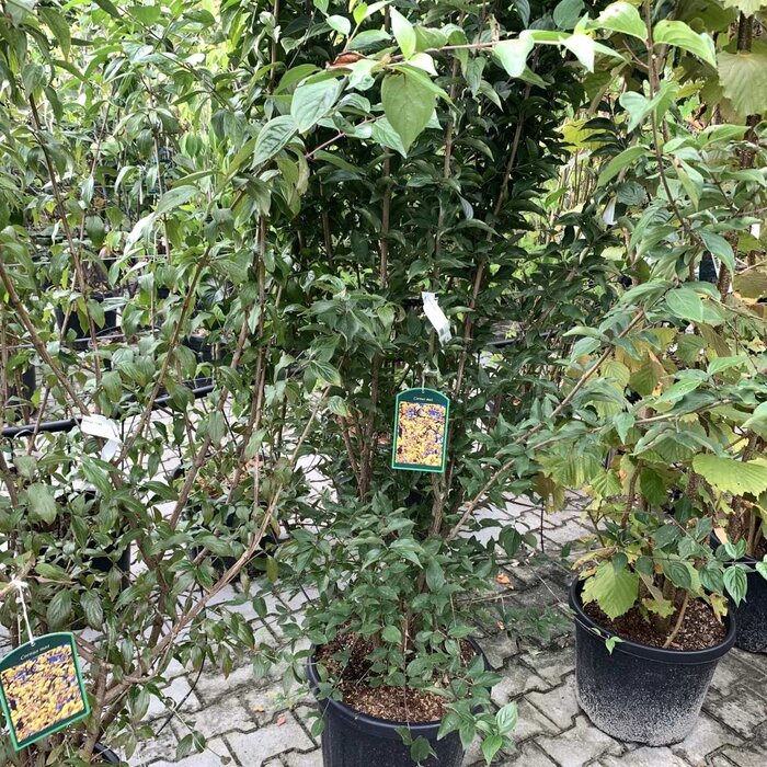 Gele kornoelje (Cornus mas)