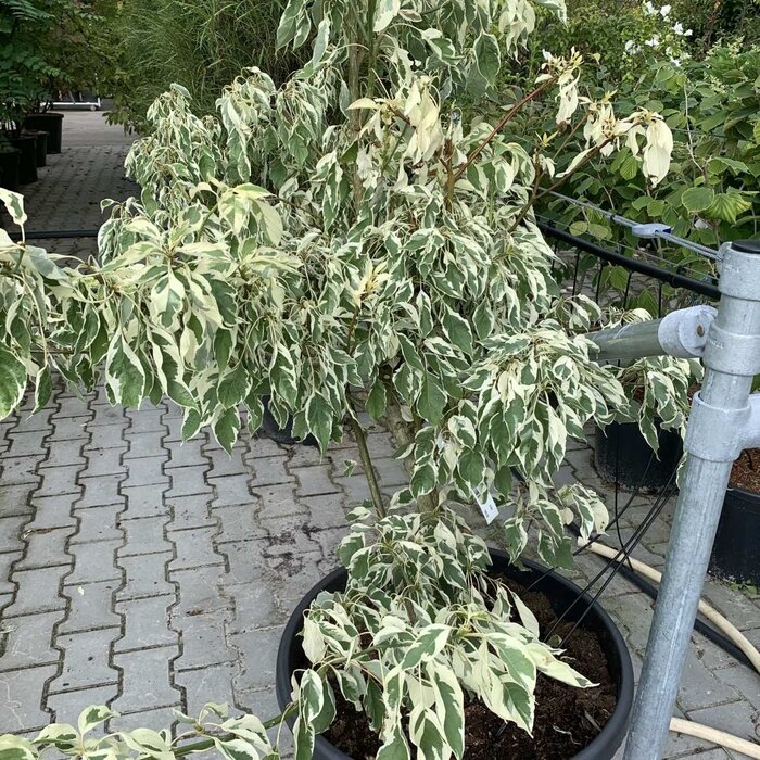 Reuzenkornoelje (Cornus controversa 'Variegata')