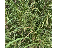 Rhamnus cathartica - Wegedoorn (Kale wortel)