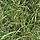 Rhamnus cathartica - Wegedoorn (Kale wortel) -> PRE-ORDER