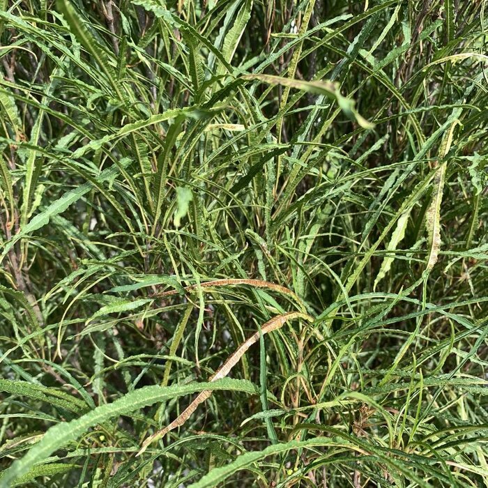Rhamnus cathartica - Wegedoorn (Kale wortel) PRE-ORDER