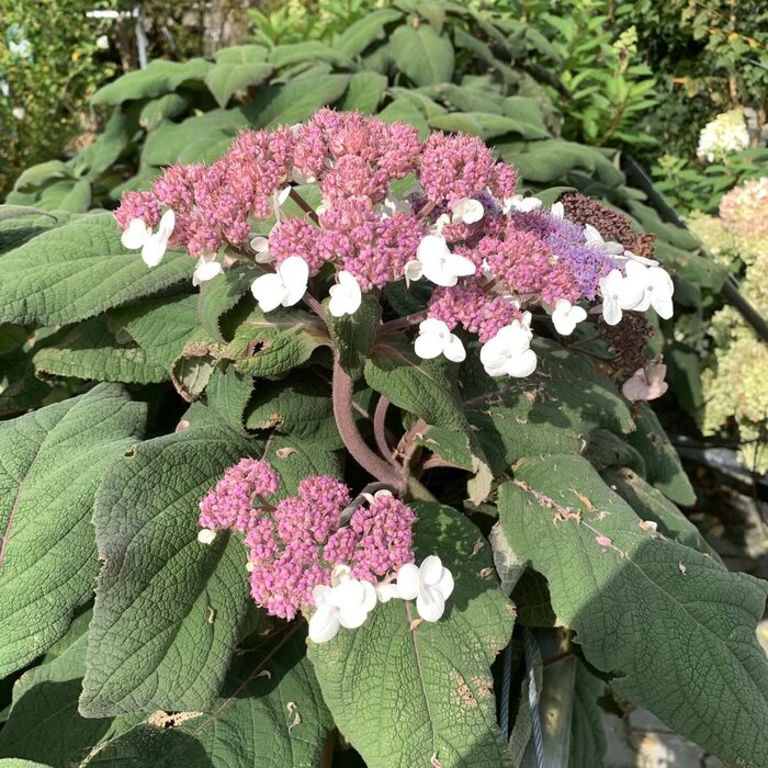 Fluweelhortensia (Hydrangea aspera 'Macrophylla')