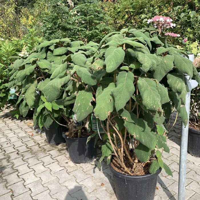 Fluweelhortensia (Hydrangea aspera 'Macrophylla')