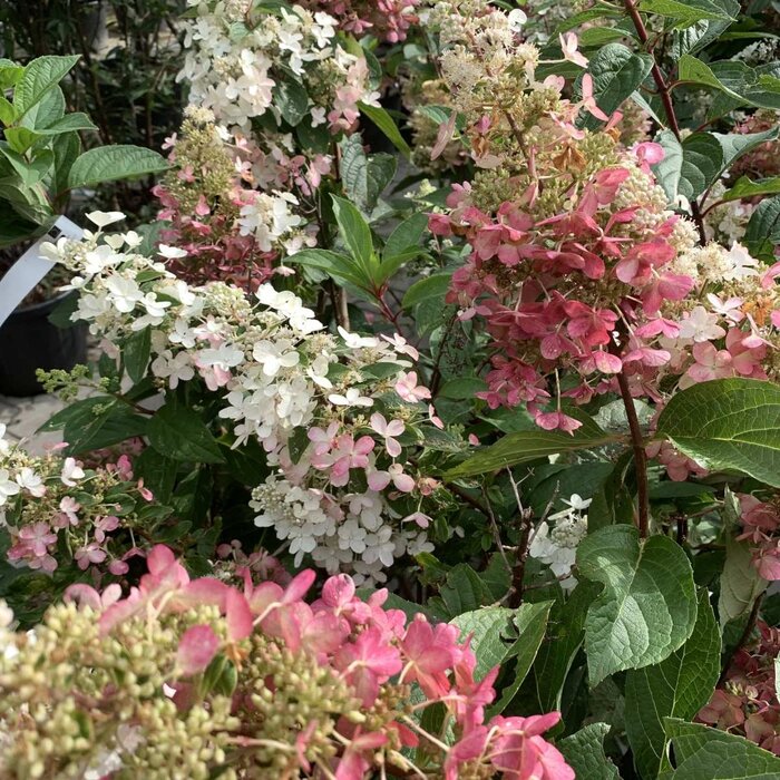 Pluimhortensia (Hydrangea paniculata 'Pinky Winky' )