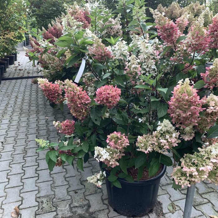 Pluimhortensia (Hydrangea paniculata 'Pinky Winky' )