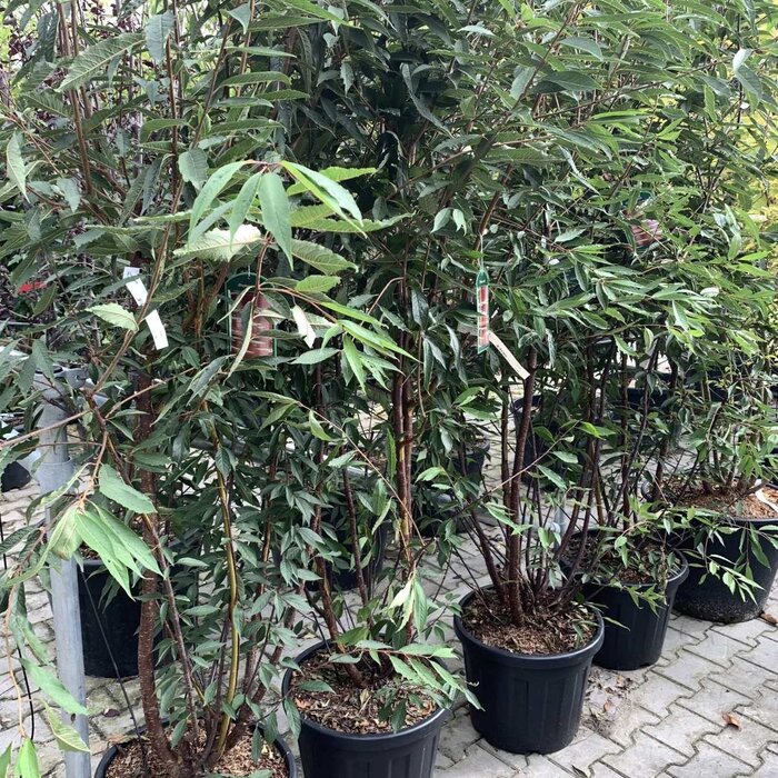 Japanse Sierkers - Prunus serrulata 'Royal Burgundy' meerstammig