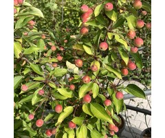 Sierappel - Malus 'Adirondack'