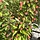 Sierappel - Malus 'Adirondack'
