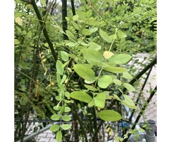 Honingboom Treurboom - Sophora japonica 'Pendula'