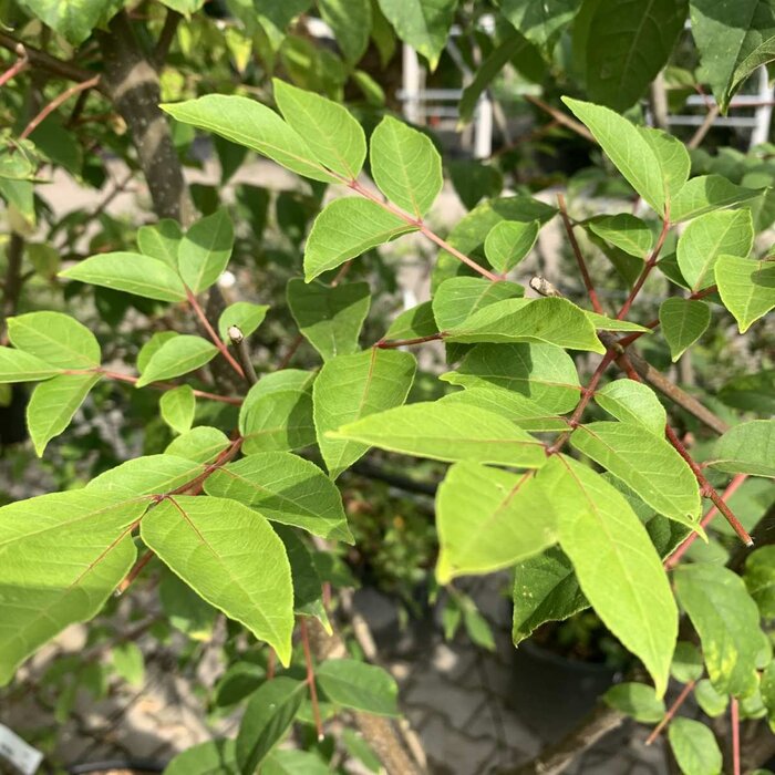 Bijenboom - Tetradium daniellii