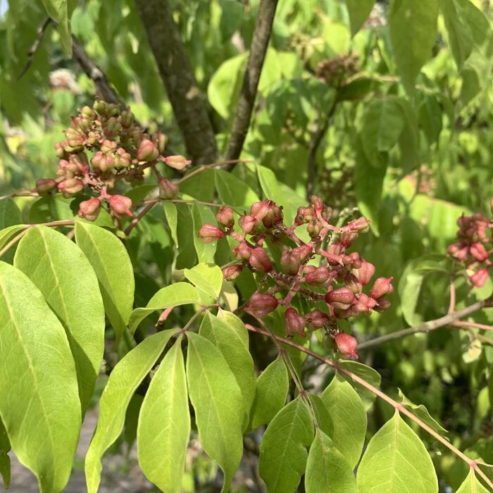 Bijenboom - Tetradium daniellii
