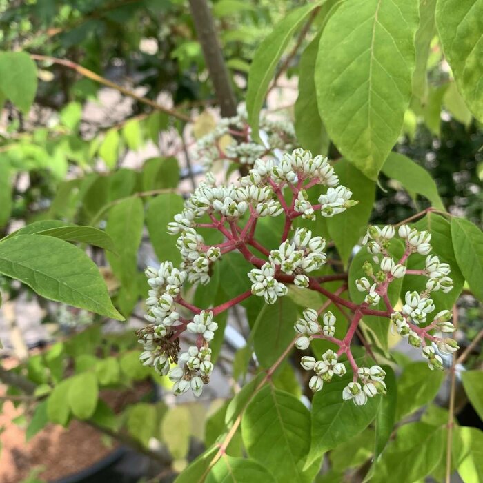 Bijenboom - Tetradium daniellii