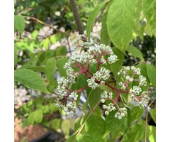 Meerstammige Bijenboom - Tetradium daniellii meerstammig