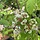 Bijenboom - Tetradium daniellii meerstammig