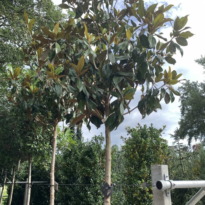 Zuidelijke Magnolia - Magnolia grandiflora 'Galissonière'