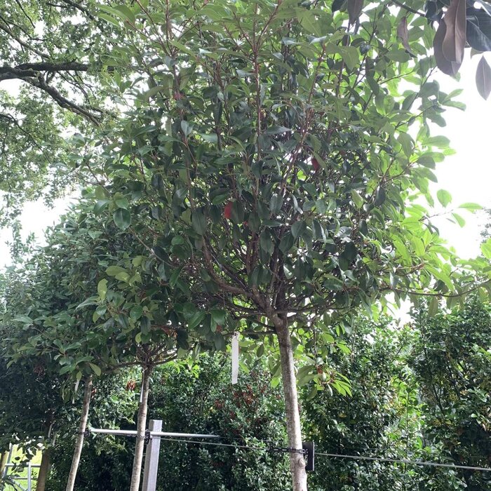 Glansmispel op stam - Photinia fraseri 'Red Robin'