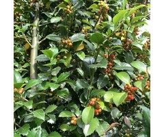 Hulsthaag - Ilex meserveae 'Heckenfee'