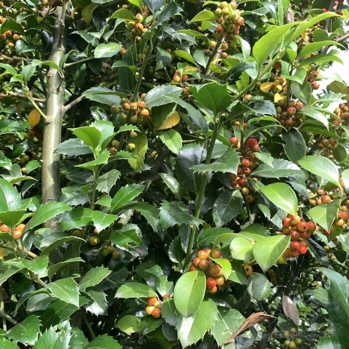 Hulsthaag - Ilex meserveae 'Heckenfee'