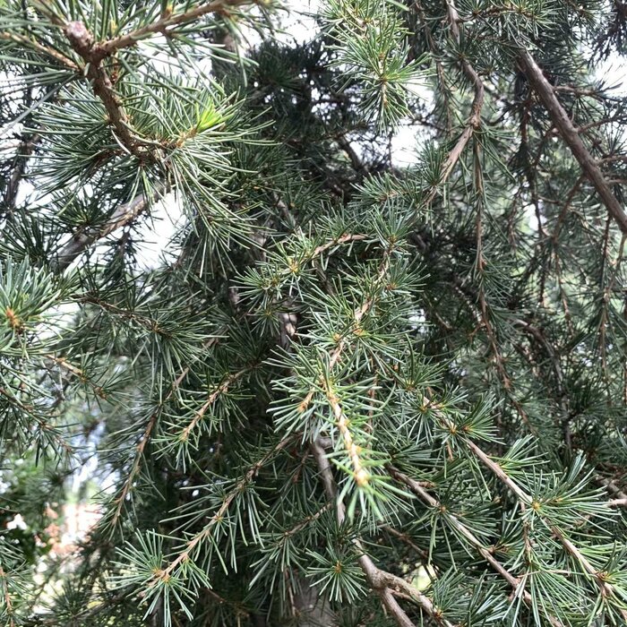 Treurceder - Cedrus deodara 'Pendula'