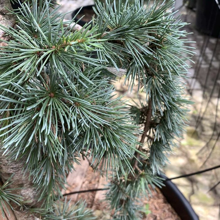 Blauwe treurceder - Cedrus libani 'Glauca Pendula'