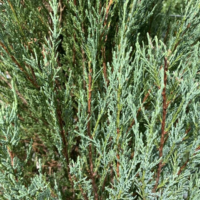 Jeneverbes - Juniperus scopulorum 'Blue Arrow'