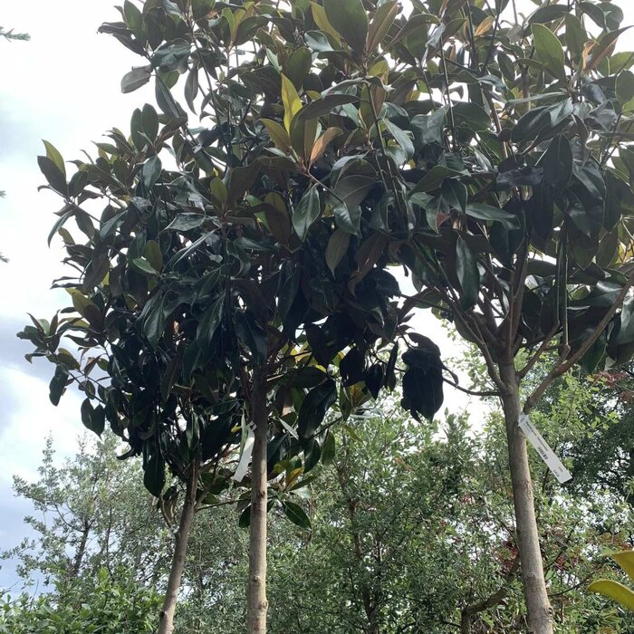 Zuidelijke Magnolia - Magnolia grandiflora 'Galissonière'