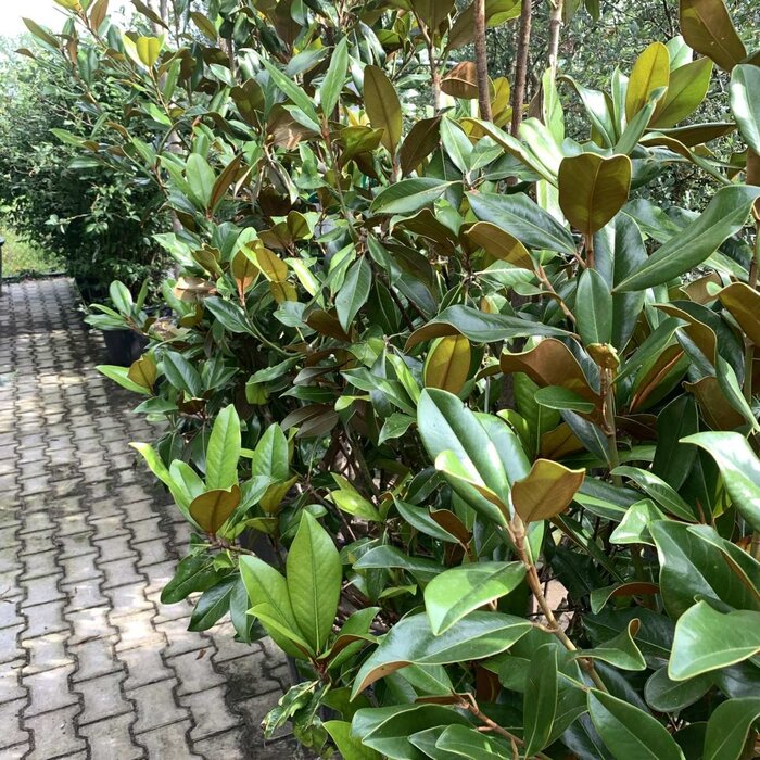 Beverboom (Struik) - Magnolia grandiflora 'Galissonnière'