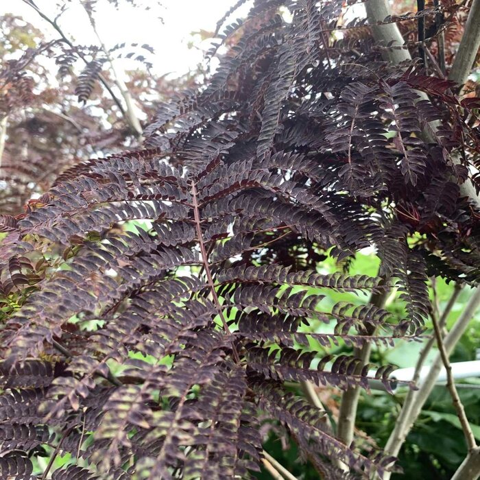 Perzische slaapboom op stam - Albizia julibrissin 'Summer Chocolate'