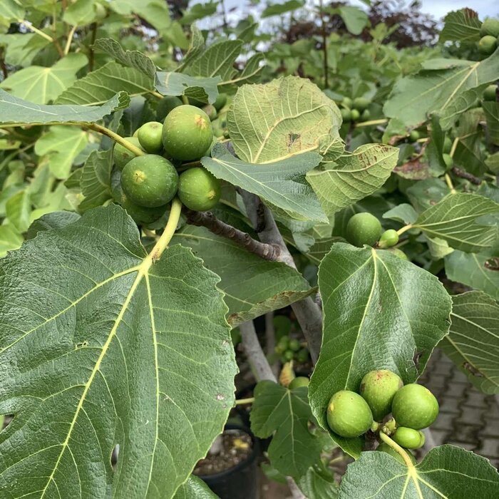 Meerstammige Vijgenboom - Ficus carica meerstammig
