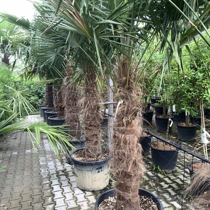 Palmboom - Trachycarpus wagnerianus