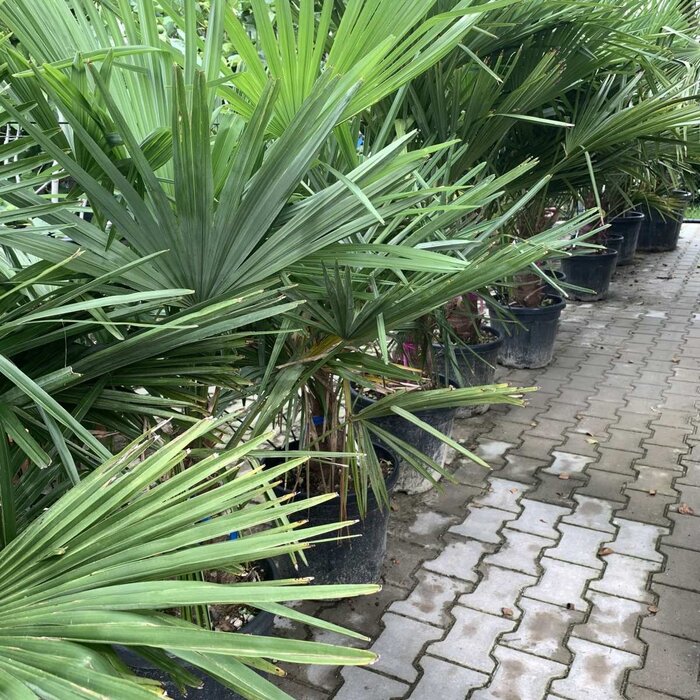 Palmboom - Trachycarpus wagnerianus