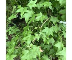 Scherm amberboom - Liquidambar styraciflua 'Worplesdon' scherm