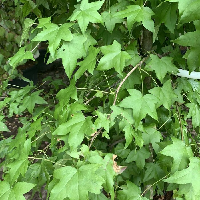 Dakamberboom - Liquidambar styraciflua dakboom