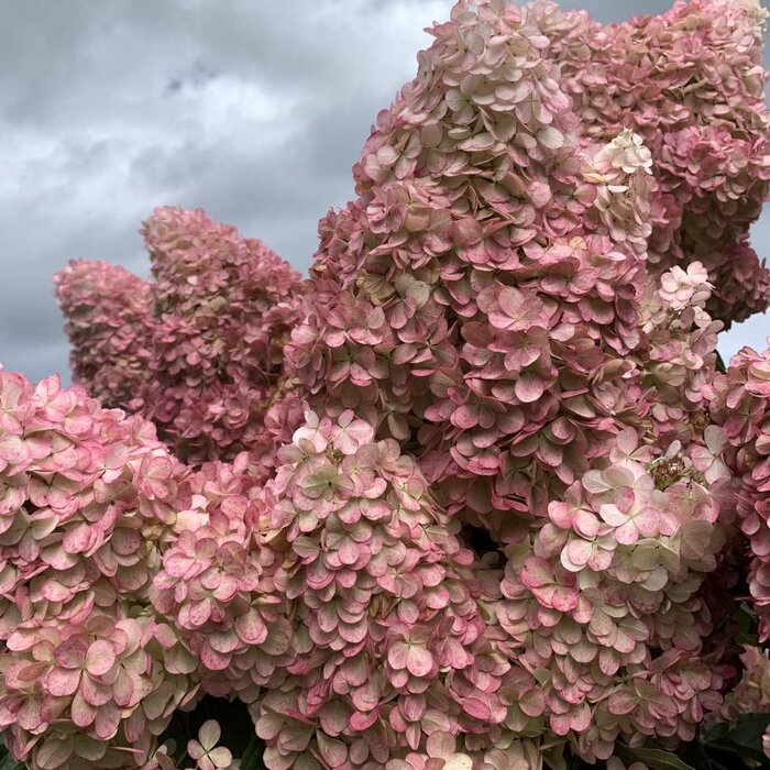 Pluimhortensia op stam - Hydrangea paniculata 'Vanille Fraise'