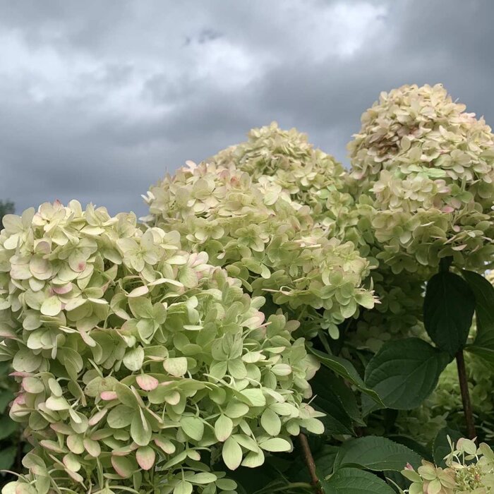 Pluimhortensia  op stam - Hydrangea paniculata 'Limelight'