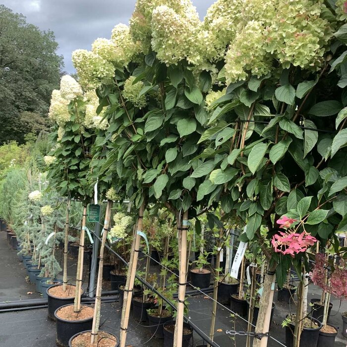 Pluimhortensia  op stam - Hydrangea paniculata 'Limelight'