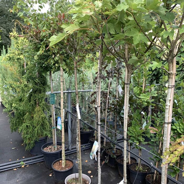 Bolesdoorn op stam - Acer pseudoplatanus 'Brilliantissimum'