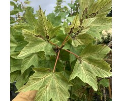 Bonte esdoorn op stam - Acer pseudoplatanus 'Brilliantissimum'