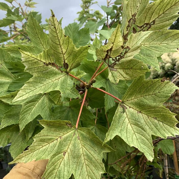 Bonte esdoorn op stam - Acer pseudoplatanus 'Brilliantissimum'
