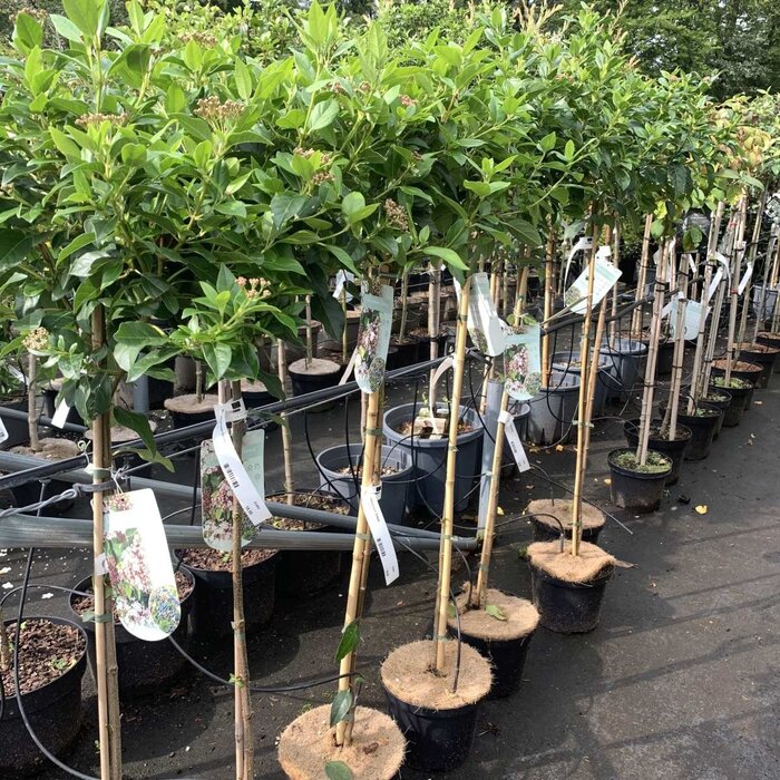 Sneeuwbal op stam - Viburnum tinus