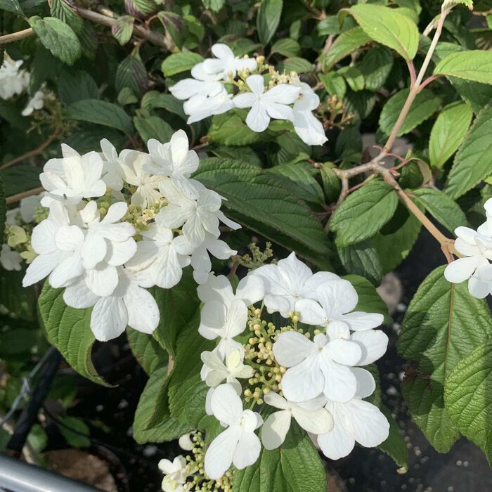 Japanse sneeuwbal op stam - Viburnum plicatum 'Watanabe'